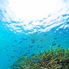 スズメの学校は海の中♪