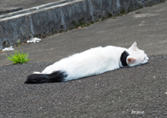 ねこなんだかなんなんだか（=・ω・=）にゃ～♥