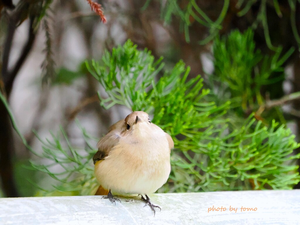 君はアイドル♡