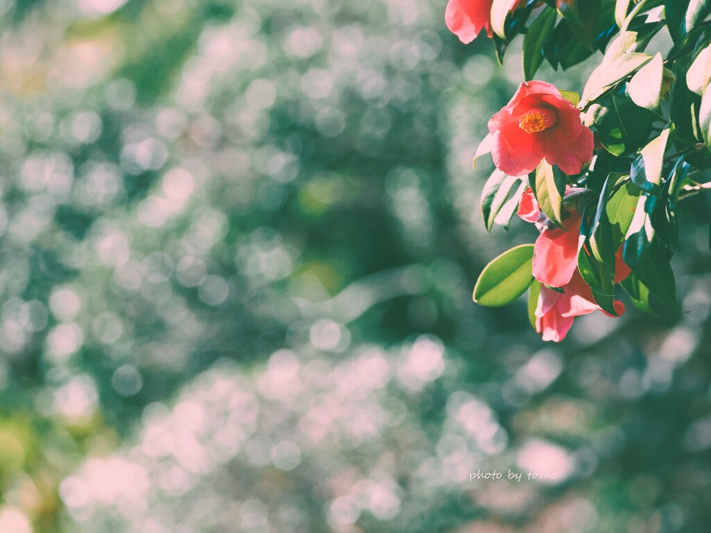 椿姫II