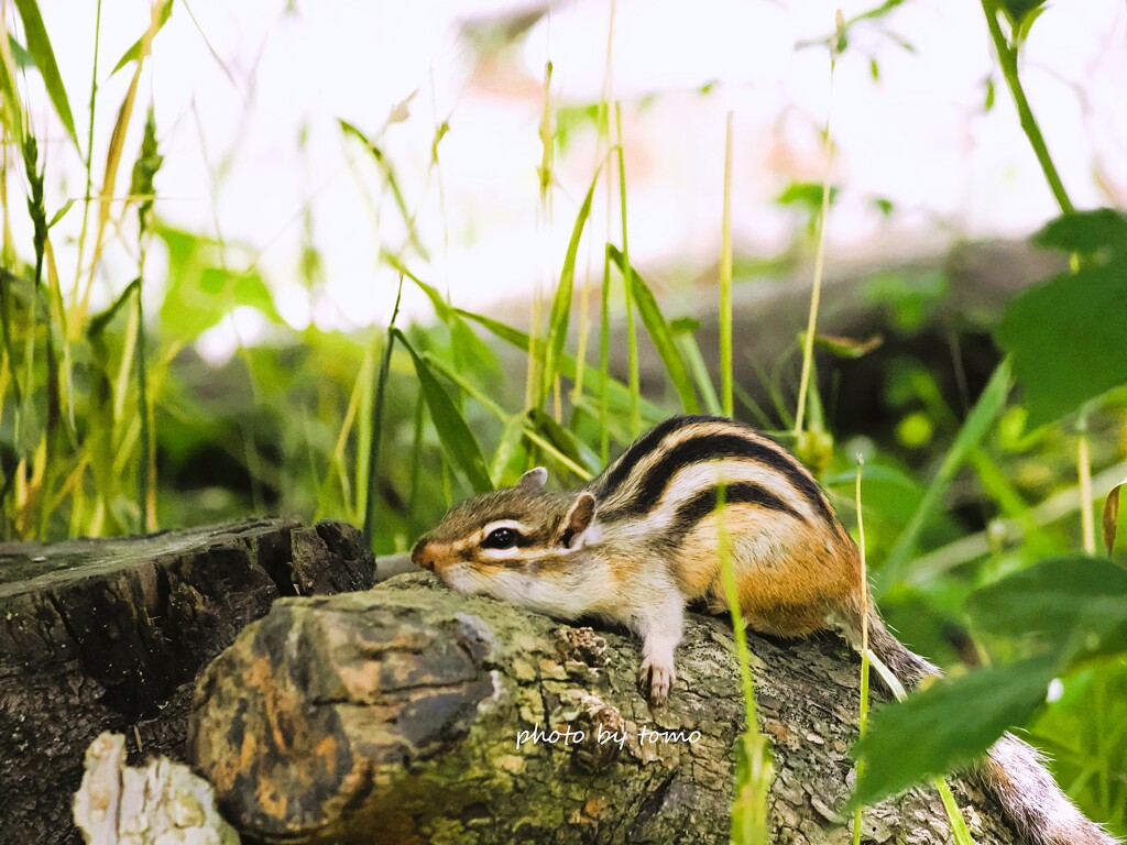 脱力中
