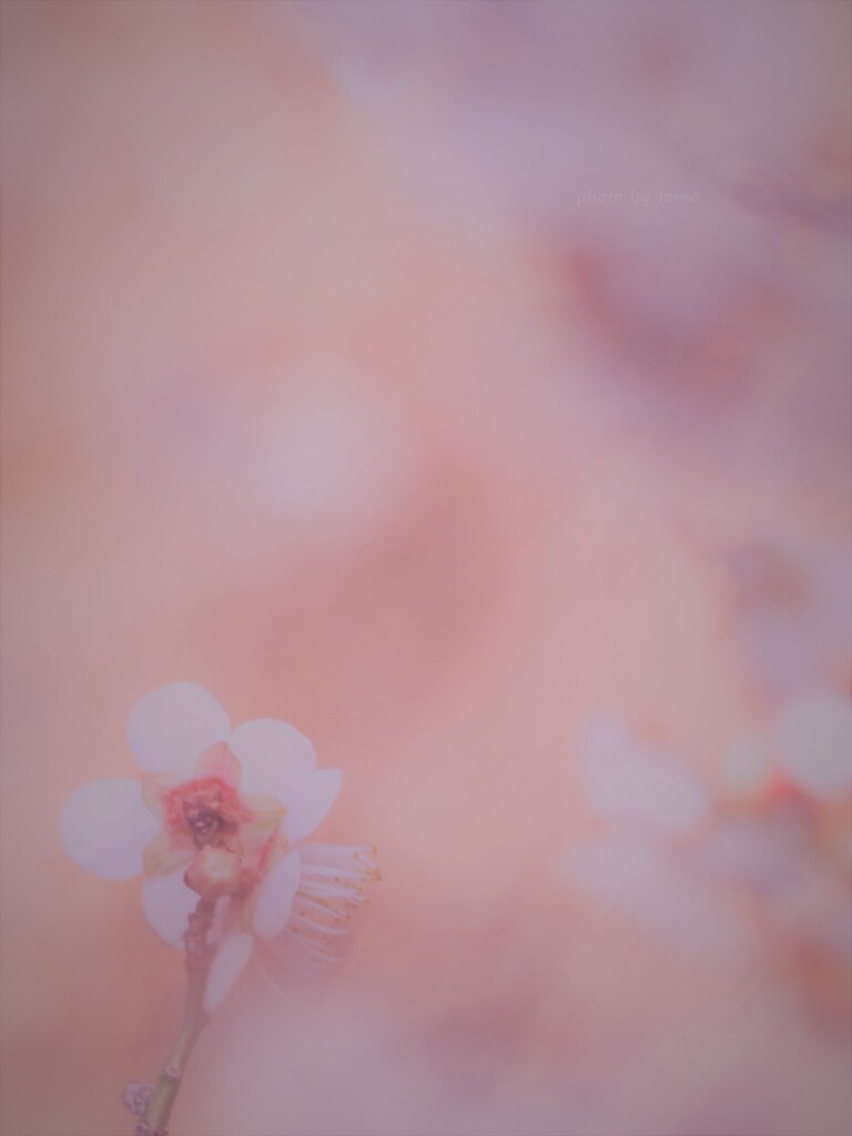 夢幻梅