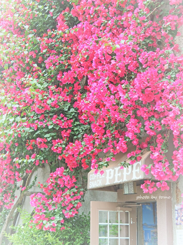ナポリタンのおいしい喫茶店