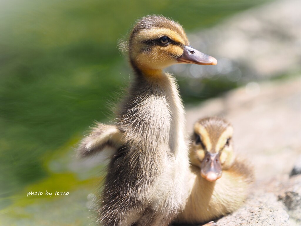 空も飛べるはず♫ by ♪tomo♪ （ID：12389654） - 写真共有サイト:PHOTOHITO