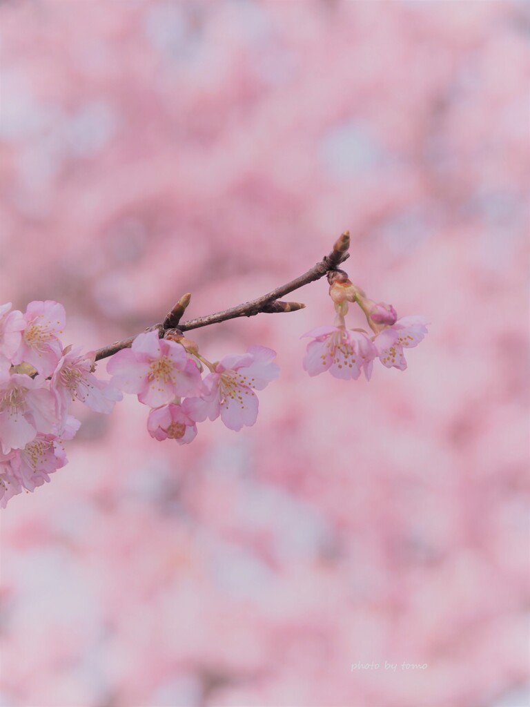 花だより