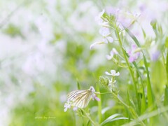 やさしさに包まれたなら