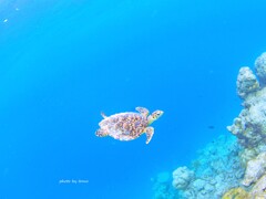 Fly in the sea