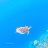 Fly in the sea