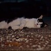 やる気のない夜は