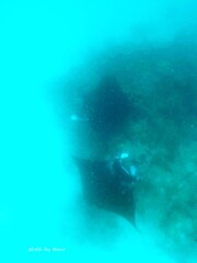 Manta ray
