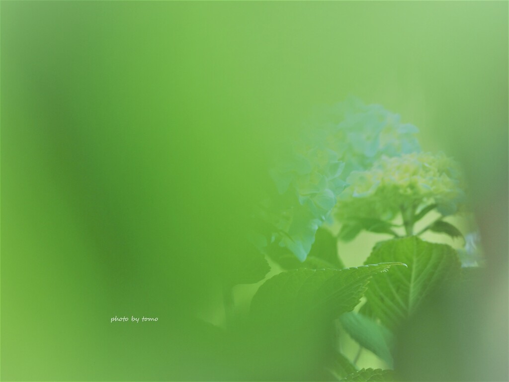 風薫る