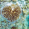 海底にも愛があふれてる？