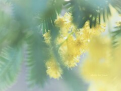 はるのひかり