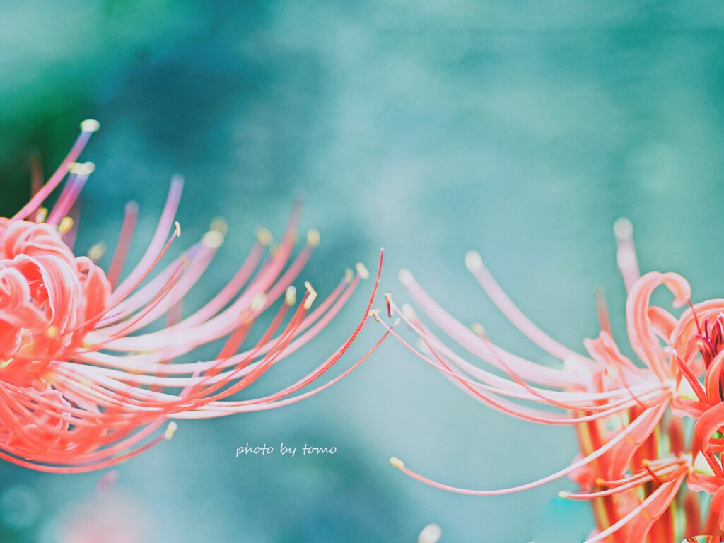 約束