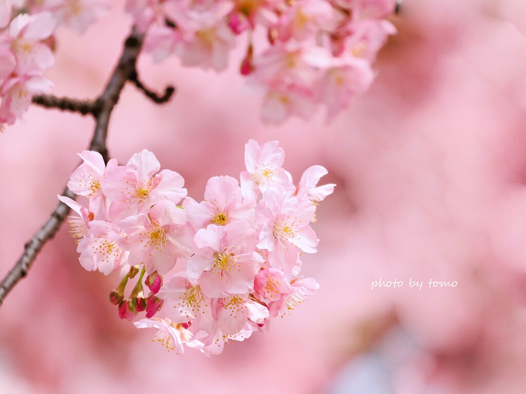 Spring has come!