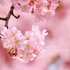 Spring has come!