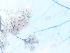 桜休暇♪