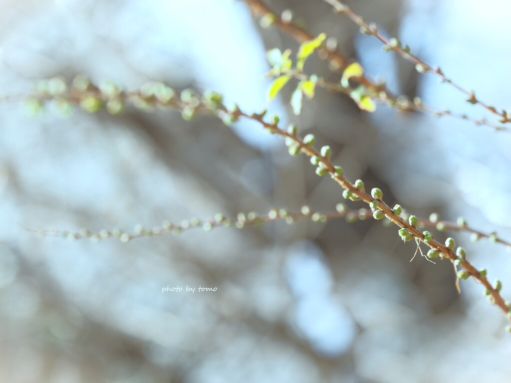 春るるる♪