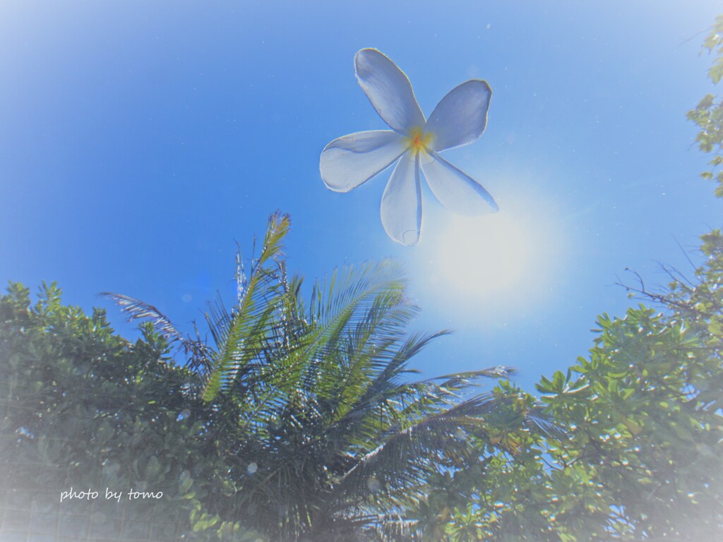 空にふわり