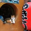 一杯よってきませんか(=^・^=)