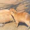 ねえねえ