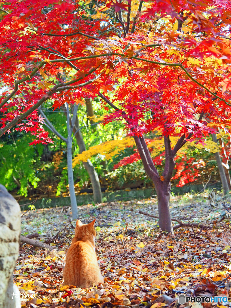 紅葉鑑賞中