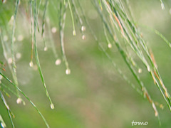 雨