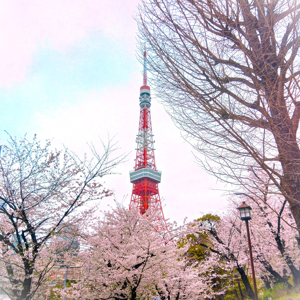 Tokyo sakura　II