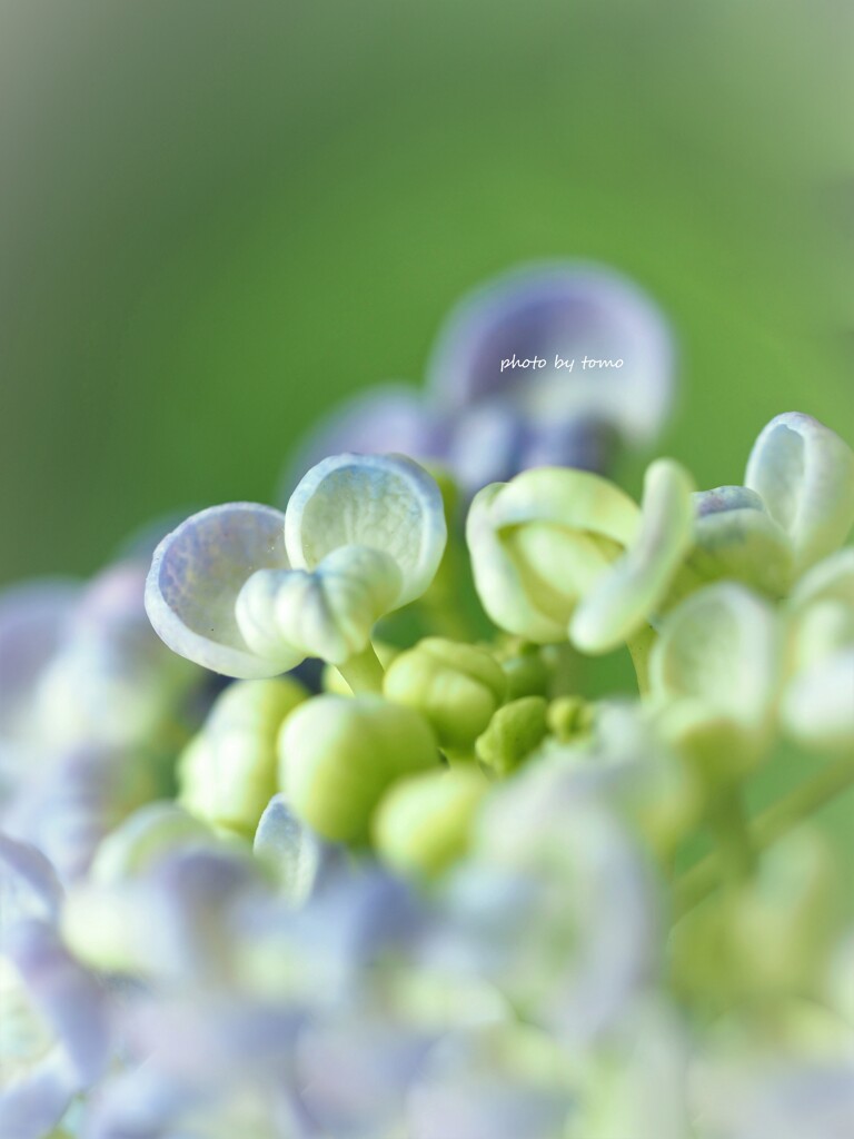 福を呼ぶ♡