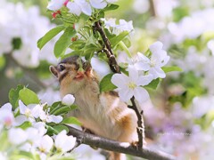 花よりだんご