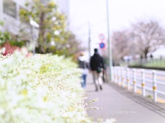 春を歩く