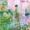 ミモザの雨降る日