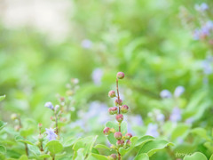 花咲くときを待つ