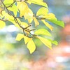 Autumn is a second spring!