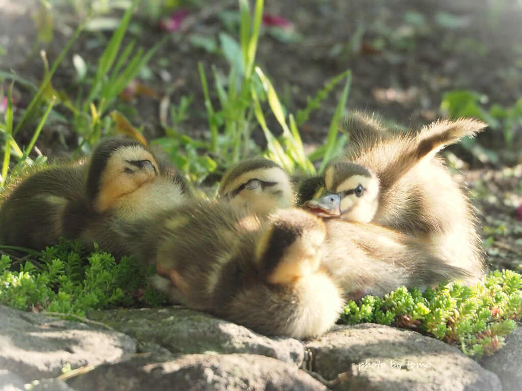 あそんでほしいかも♡