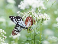 生きるということ　①