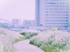 みち