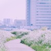 みち
