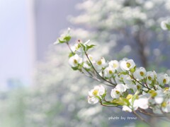 コイスル４月