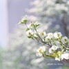 コイスル４月