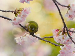 メジロは桜で丸くなる♬