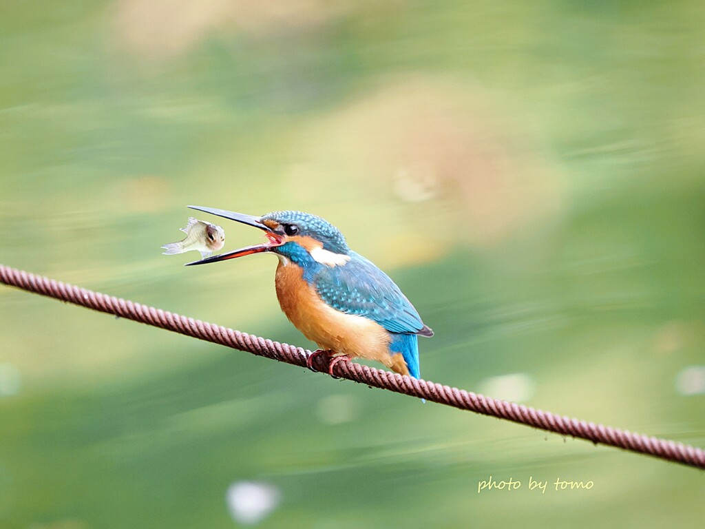 食べることは生きること