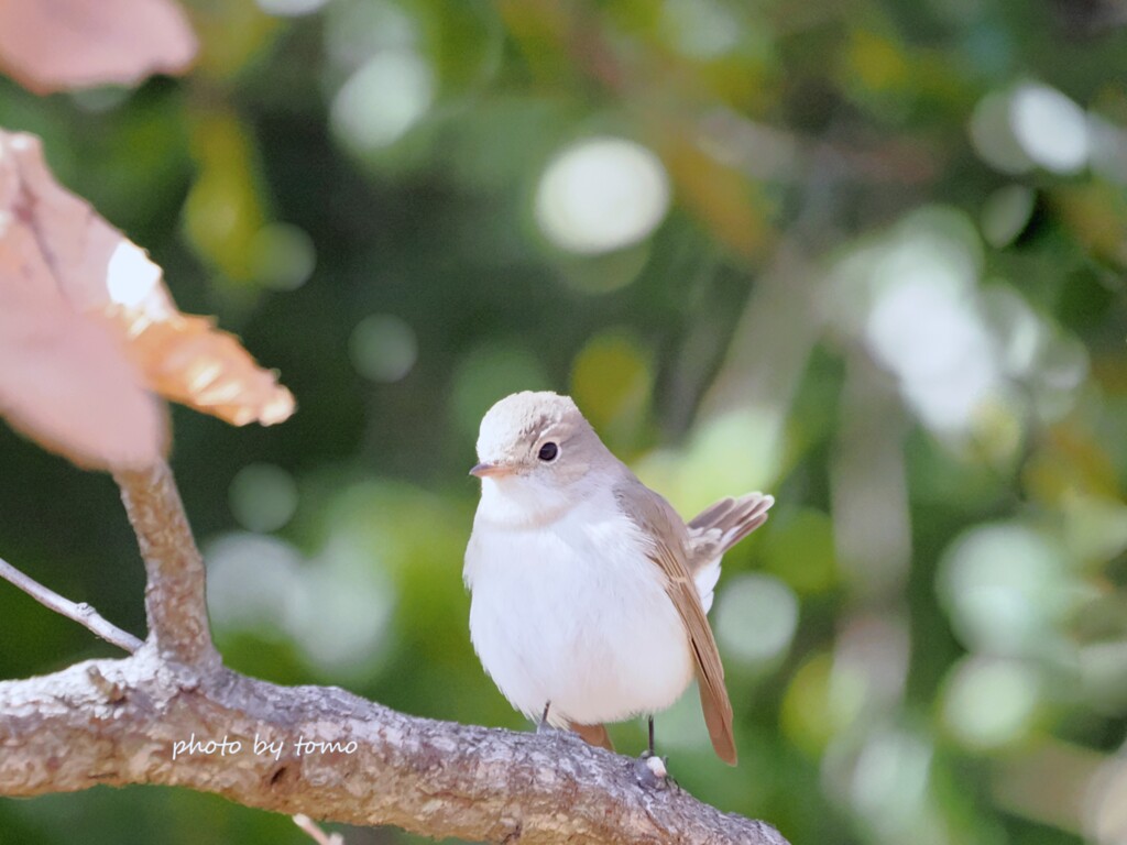 冬のエンジェル
