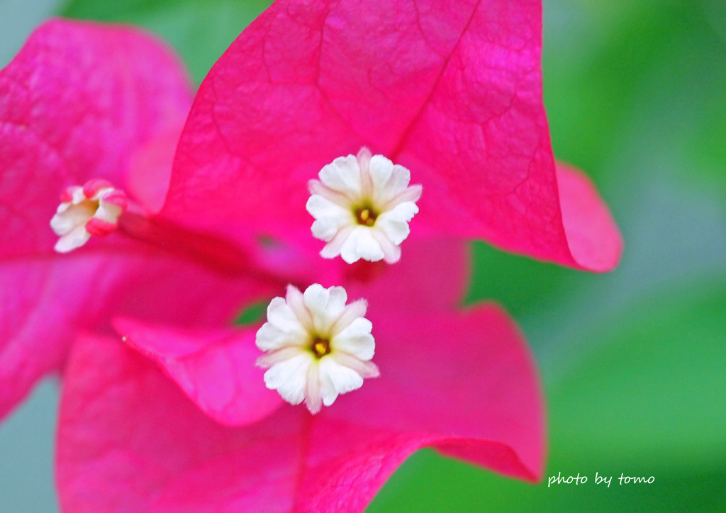 Hearts from Okinawa