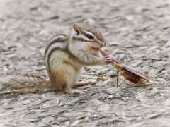 生きるということ　②