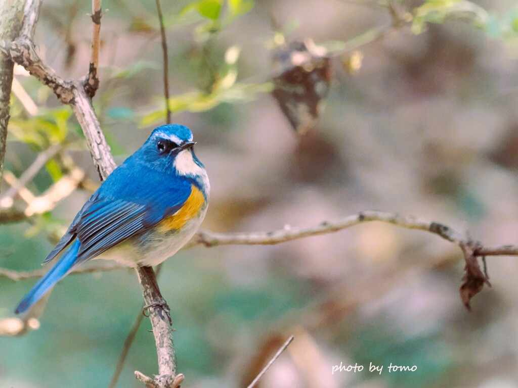 The blue bird of happiness♡