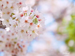 希望の桜♪