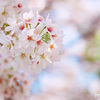 希望の桜♪