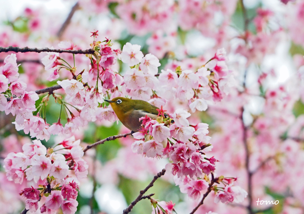 桜の中でかくれんぼ