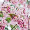 桜の中でかくれんぼ